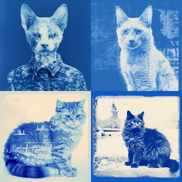Example image generated using the Midjourney weird parameter, prompt: cyanotype cat --weird 250