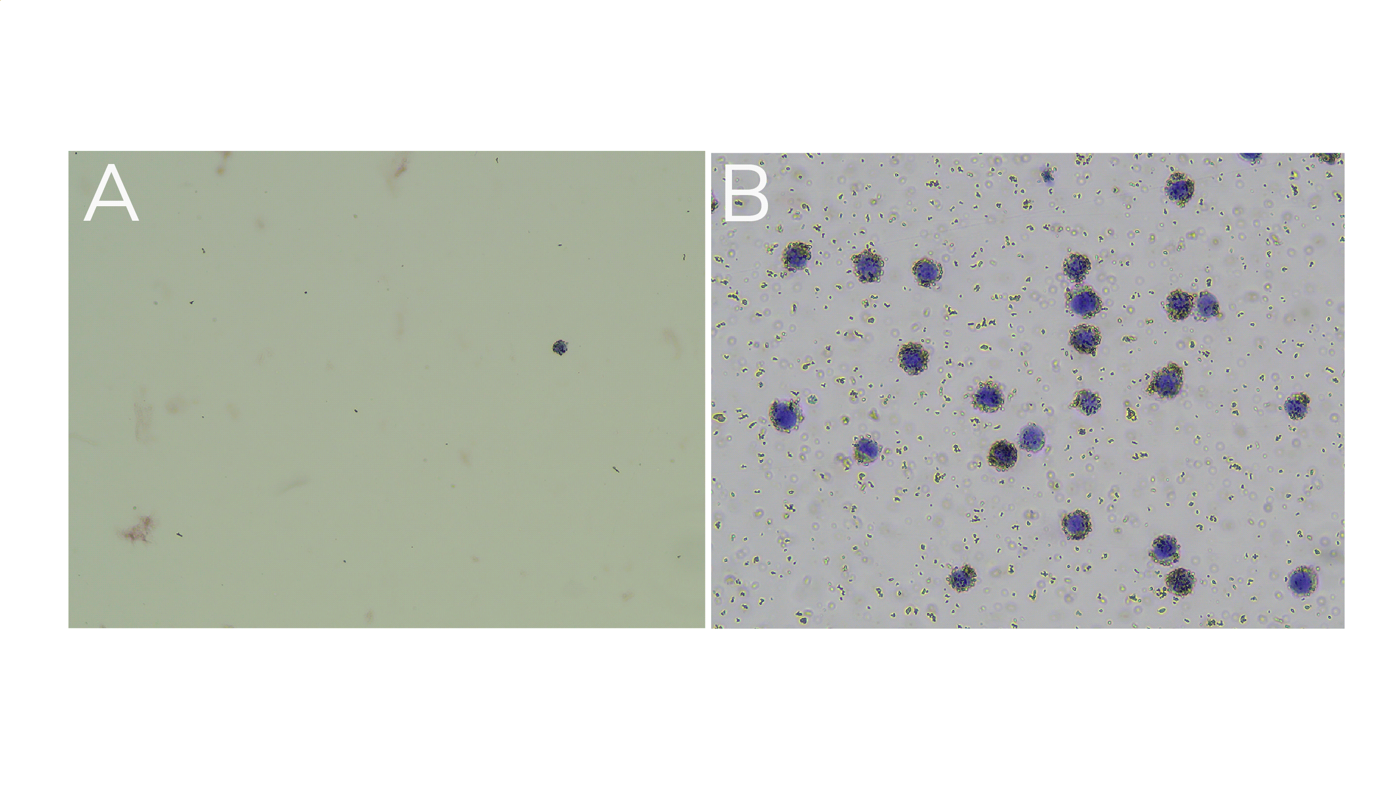 cell integrity C D@2x-8