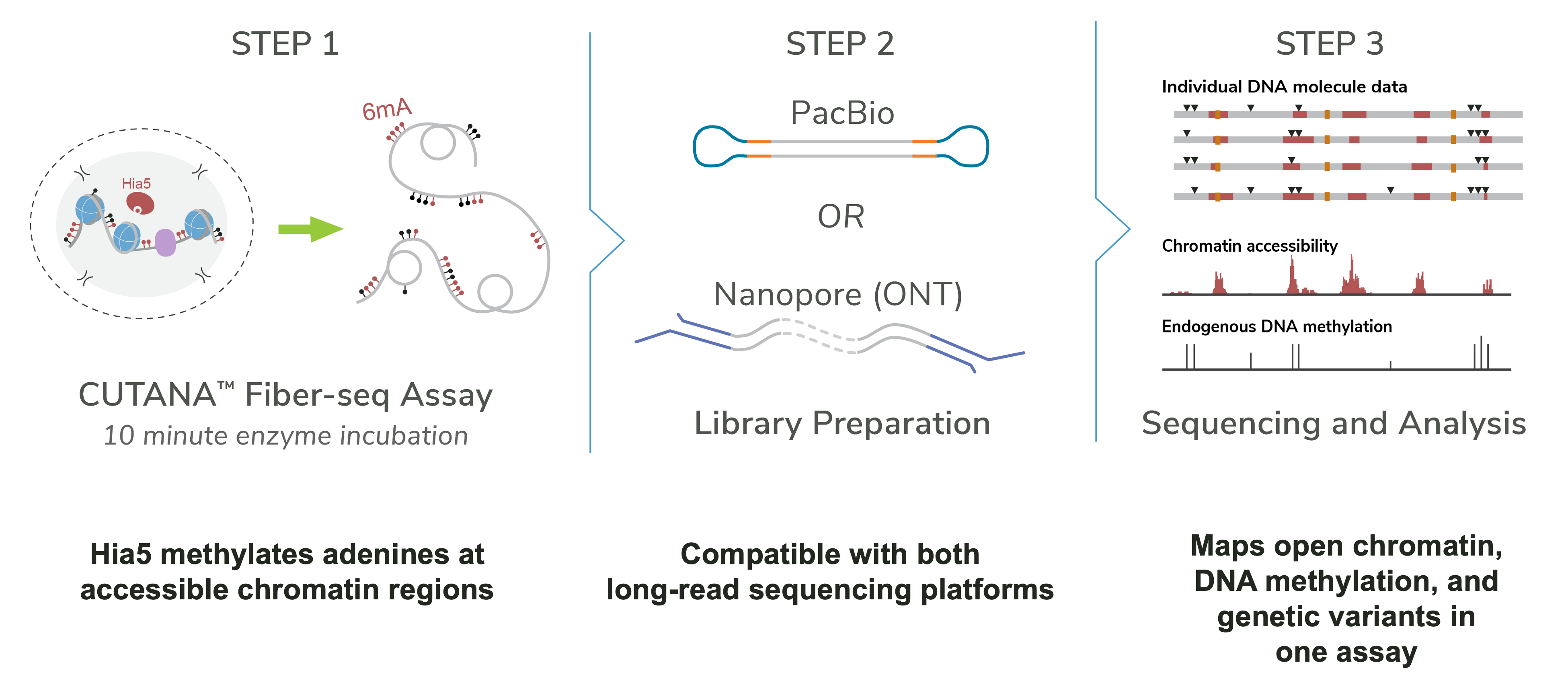 Steps of Fiber-seq.
