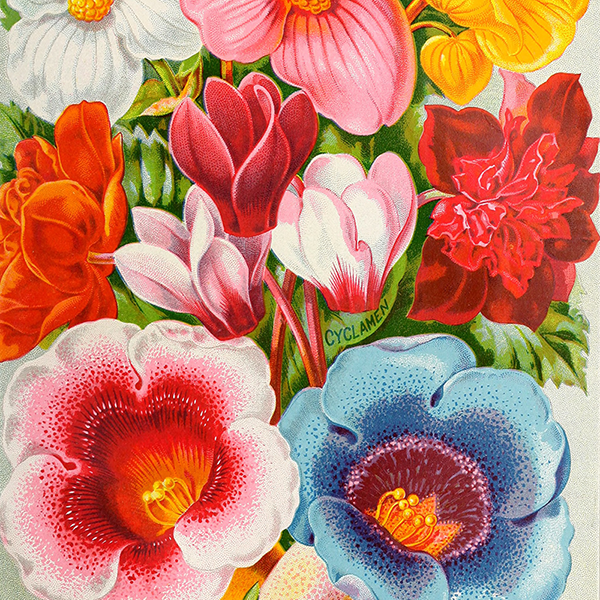 Cropped image of vintage flower illustraiton
