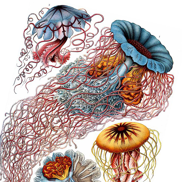 Cropped image of Ernst Haeckel's Jellyfish
