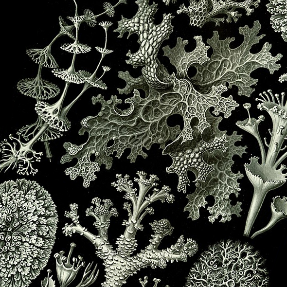 Cropped image of Ernst Haeckel's Lichen