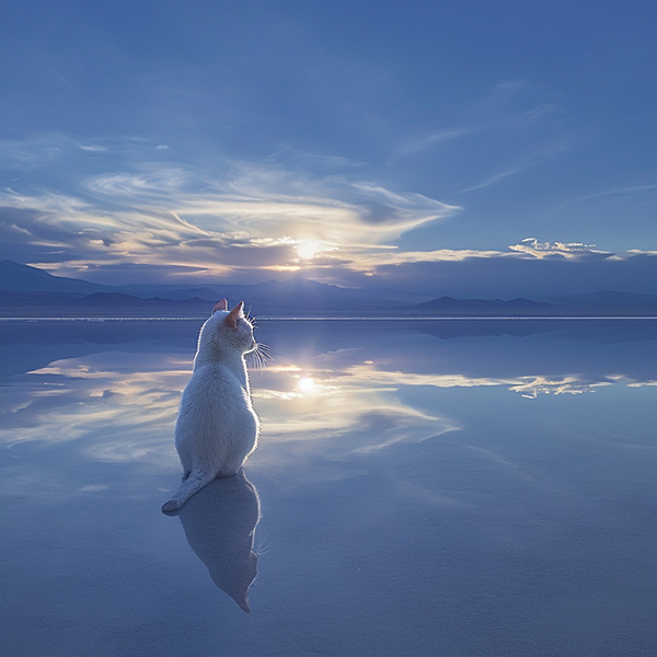 Midjourney image of a salt flat cat