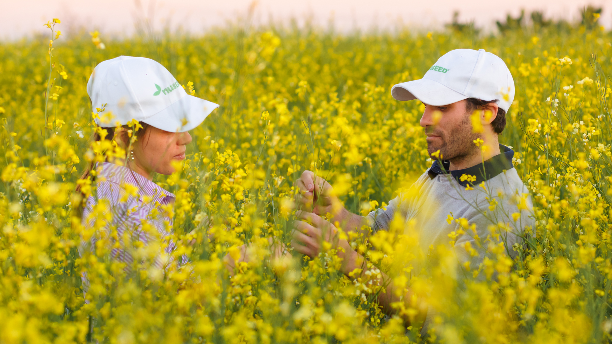 nuseed-hats-in-field.jpg