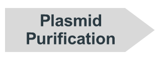 chevron that reads Plasmid Purification