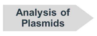 chevron that reads Analysis of Plasmids