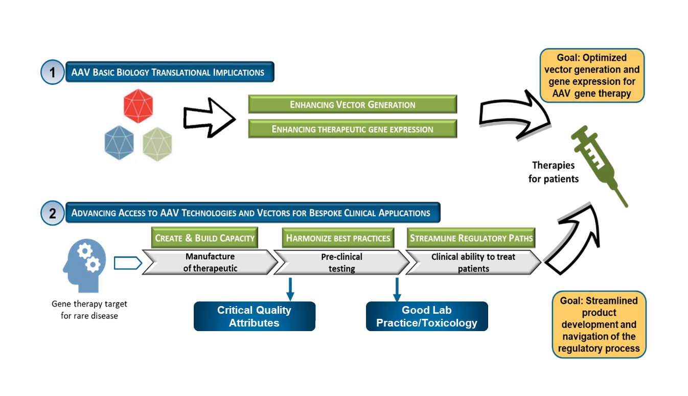 AAV gene therapy development and access process