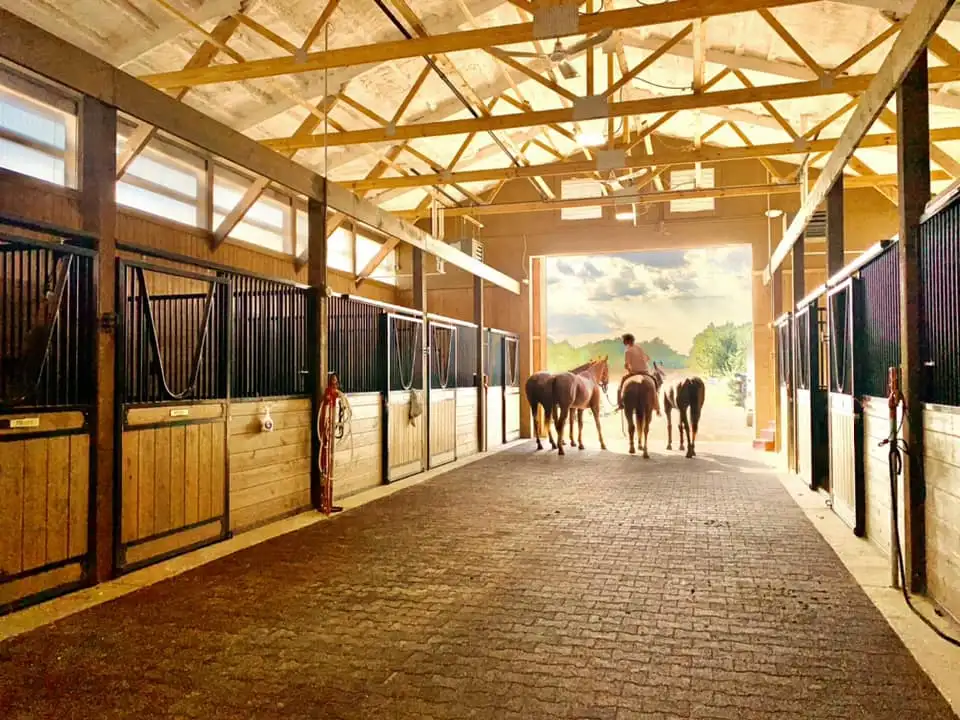 A group of horses in a stable Description automatically generated