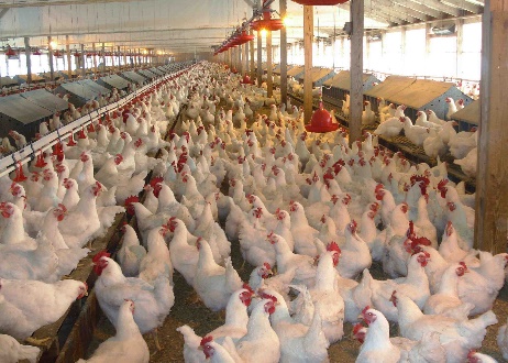 A large group of chickens in a barn Description automatically generated