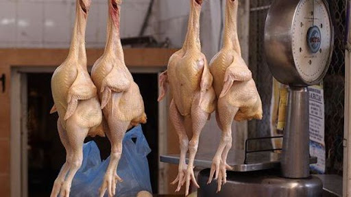 Raw chickens from a wire Description automatically generated