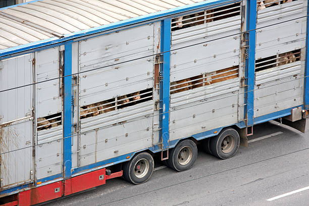 A truck with cows in it Description automatically generated