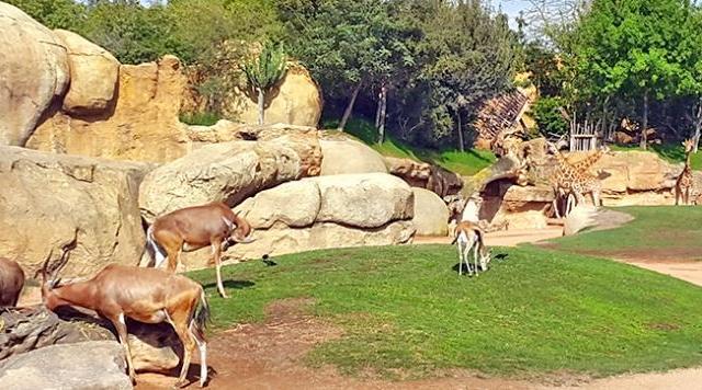 A group of animals in a zoo exhibit Description automatically generated